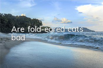 Are fold-eared cats bad?