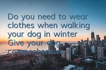 Do you need to wear clothes when walking your dog in winter? Give your dog comprehensive care when the cold winter arrives