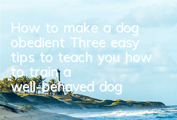 How to make a dog obedient? Three easy tips to teach you how to train a well-behaved dog