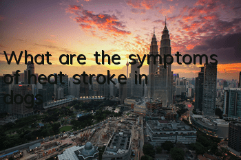 What are the symptoms of heat stroke in dogs?