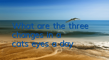 TWhat are the three changes in a cat's eyes a day?