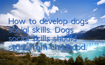 How to develop dogs’ social skills. Dogs’ social skills should start from childhood.