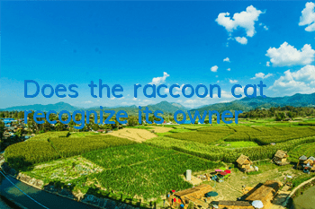 Does the raccoon cat recognize its owner?
