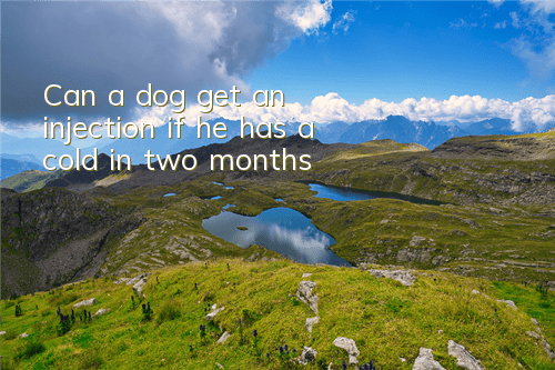 TCan a dog get an injection if he has a cold in two months?