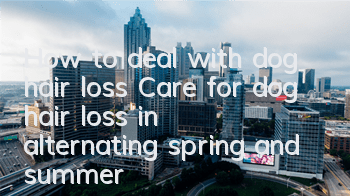 How to deal with dog hair loss Care for dog hair loss in alternating spring and summer