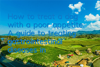 How to treat a dog with a poor appetite. A guide to treating gastrointestinal diseases in dogs with a perfect appetite.
