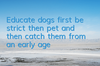 Educate dogs: first be strict, then pet, and then catch them from an early age