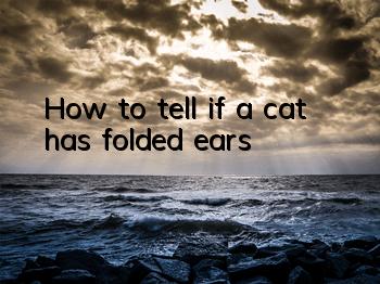 How to tell if a cat has folded ears