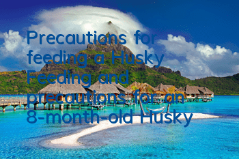 Precautions for feeding a Husky Feeding and precautions for an 8-month-old Husky