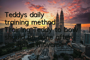 Teddy's daily training method: Training Teddy to bow should be done after the basic movements