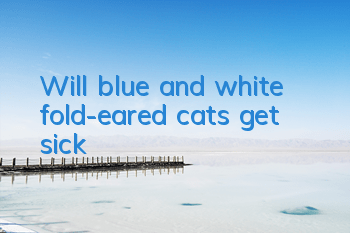 Will blue and white fold-eared cats get sick?