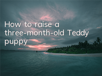 How to raise a three-month-old Teddy puppy