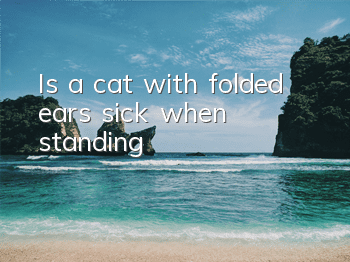 Is a cat with folded ears sick when standing?