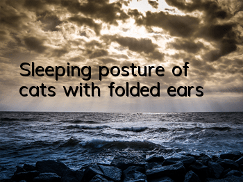 Sleeping posture of cats with folded ears