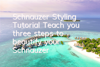 Schnauzer Styling Tutorial Teach you three steps to beautify your Schnauzer