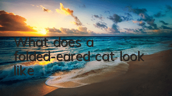 What does a folded-eared cat look like?