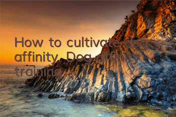 How to cultivate dog affinity. Dog affinity training
