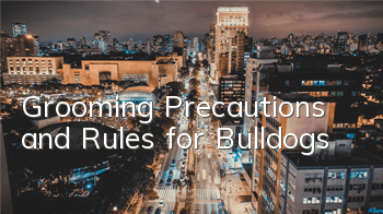 Grooming Precautions and Rules for Bulldogs
