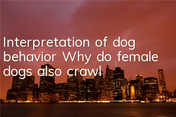 Interpretation of dog behavior Why do female dogs also crawl?