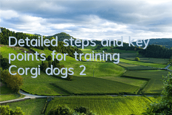Detailed steps and key points for training Corgi dogs (2)