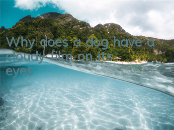 TWhy does a dog have a cloudy film on its eyes?