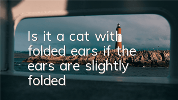 Is it a cat with folded ears if the ears are slightly folded?