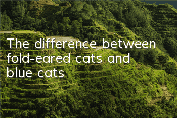 The difference between fold-eared cats and blue cats