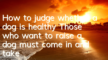 THow to judge whether a dog is healthy? Those who want to raise a dog must come in and take a look!