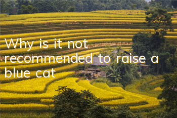 Why is it not recommended to raise a blue cat?