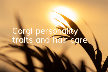 Corgi personality traits and hair care