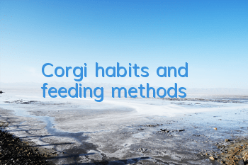 Corgi habits and feeding methods