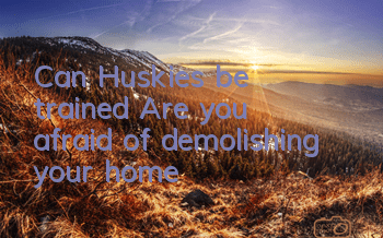 Can Huskies be trained? Are you afraid of demolishing your home?