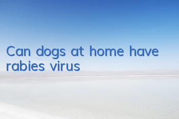 Can dogs at home have rabies virus?