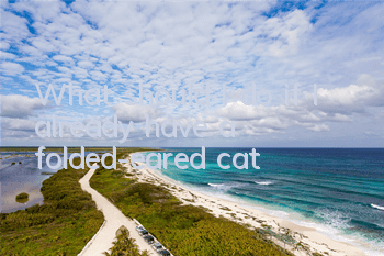 What should I do if I already have a folded-eared cat?