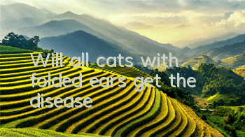 Will all cats with folded ears get the disease?