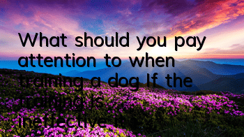 What should you pay attention to when training a dog? If the training is ineffective, it is probably because you have not done these things well.