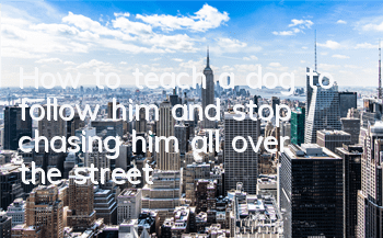 How to teach a dog to follow him and stop chasing him all over the street