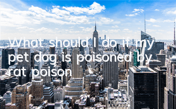 What should I do if my pet dog is poisoned by rat poison?