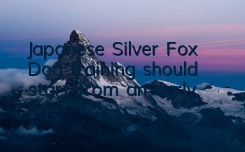 Japanese Silver Fox Dog training should start from an early age