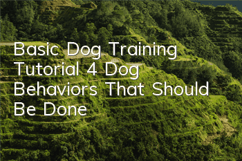 Basic Dog Training Tutorial 4 Dog Behaviors That Should Be Done