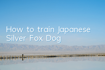 How to train Japanese Silver Fox Dog