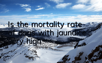 TIs the mortality rate of dogs with jaundice very high?