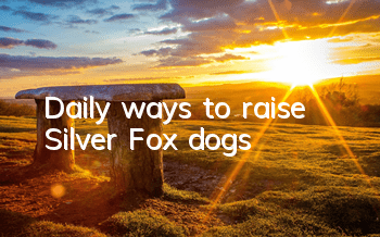 Daily ways to raise Silver Fox dogs