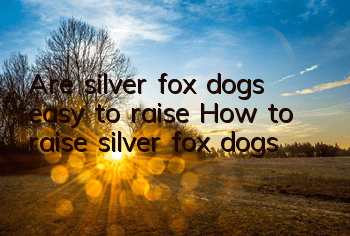 Are silver fox dogs easy to raise? How to raise silver fox dogs