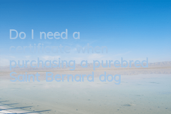 Do I need a certificate when purchasing a purebred Saint Bernard dog?