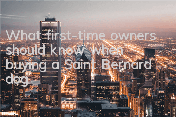 What first-time owners should know when buying a Saint Bernard dog