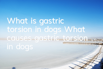 What is gastric torsion in dogs? What causes gastric torsion in dogs?