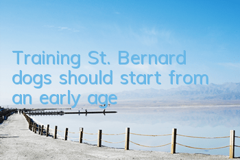 Training St. Bernard dogs should start from an early age