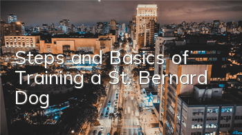 Steps and Basics of Training a St. Bernard Dog