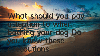 What should you pay attention to when bathing your dog? Do you know these precautions?